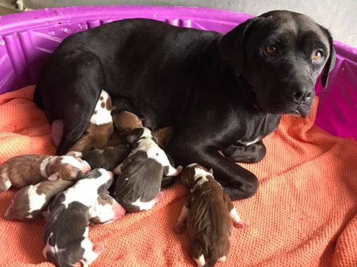 Berlyn and her puppies